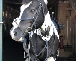 dressage horse Mr. Taifun Royal (Pony without race description, 2012)