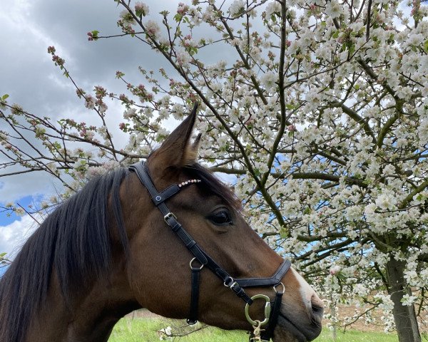 horse Fabelle (Trakehner, 2018, from Impetus)