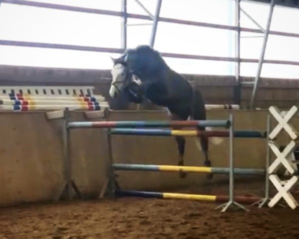 Pferd Cjarano (Deutsches Sportpferd, 2016, von Cappucino)