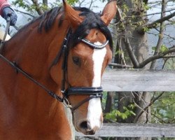 dressage horse Lieschen 81 (Hanoverian, 2015, from Lissaro)