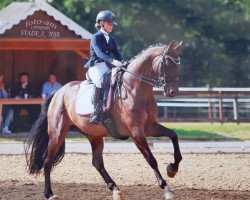 dressage horse Chester (KWPN (Royal Dutch Sporthorse), 2007, from Tuschinski)