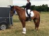 dressage horse Daddy's Darling 13 (Westphalian, 2008, from Daddy Cool)