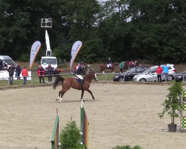 Reitturnier Coesfeld/Lette 2017