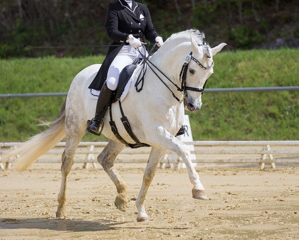 dressage horse Koronel Cen (Pura Raza Espanola (PRE), 2006, from Rondeno IX)