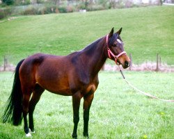 Pferd Karma (Shagya-Araber, 1986, von Ubayan)