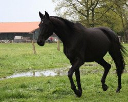 dressage horse St. Paula Smilla (Hanoverian, 2012, from St. Moritz Junior)