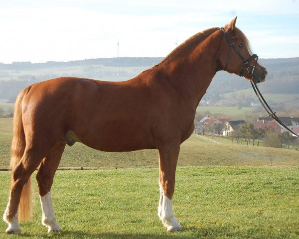 Deckhengst Leo (Freiberger, 2005, von Lascar V CH)