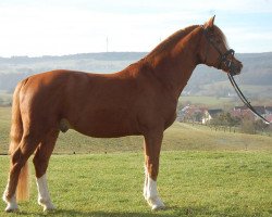 stallion Leo (Freiberger, 2005, from Lascar V CH)