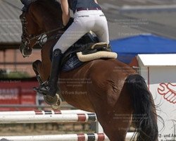 jumper Tike Myson (Hanoverian, 2009, from Toronto)