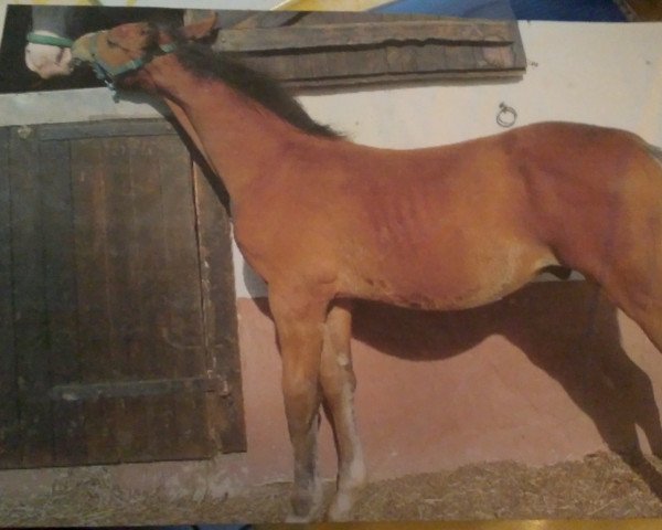 horse Rivarro Rimoras (Rhinelander, 2005, from Rastelli)