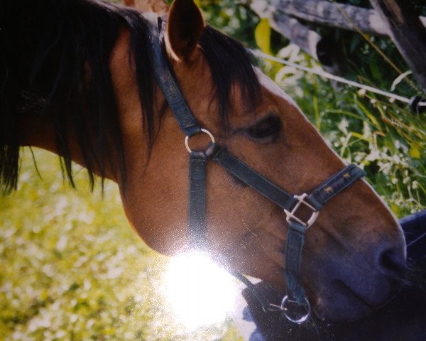 broodmare Hillary 40 (Holsteiner, 1993, from Magnat II)