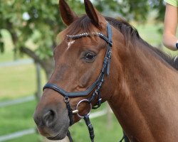 dressage horse Epik's Ephisto (unknown, 2007, from Epik)