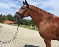 dressage horse Aeragon S (Zweibrücken, 2008, from Abakarde)