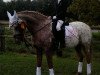 dressage horse Twister 177 (Appaloosa, 2000)