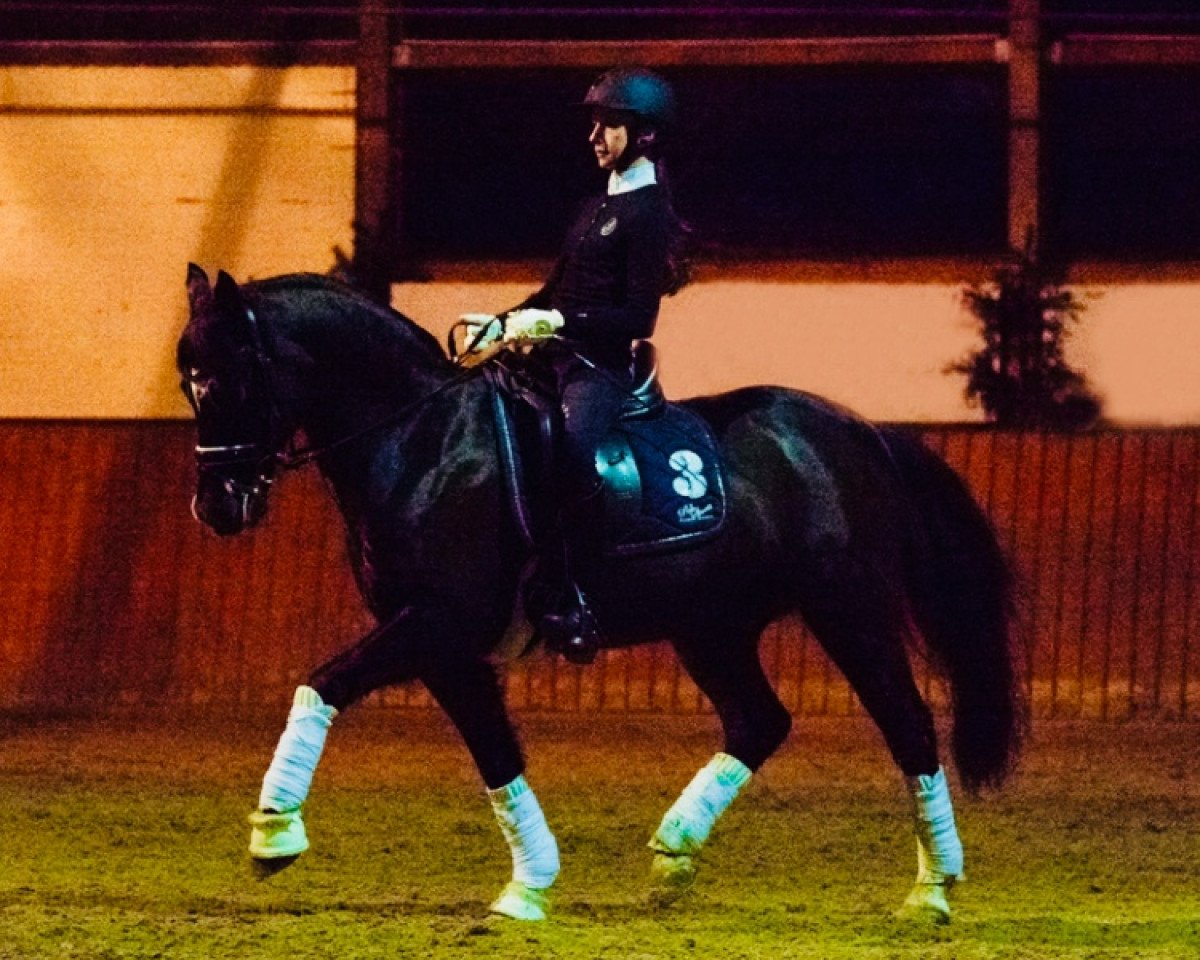 Dressurpferd O'Malley (Deutsches Reitpony, 2001, von Obsession Balu)