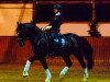 dressage horse O'Malley (German Riding Pony, 2001, from Obsession Balu)