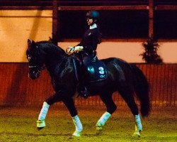 dressage horse O'Malley (German Riding Pony, 2001, from Obsession Balu)