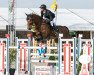 jumper Sig Chaccinus (Oldenburg show jumper, 2009, from Chacco-Blue)