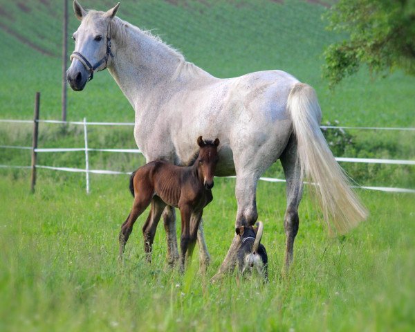 Pferd Leffecta (Westfale, 2018, von Lassar)