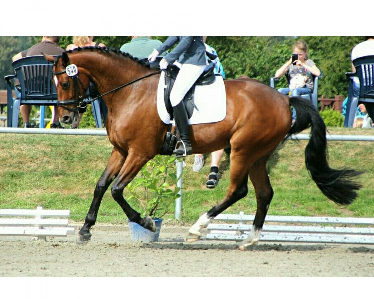 dressage horse Schroeder 15 (Westphalian, 2011, from Scolari)