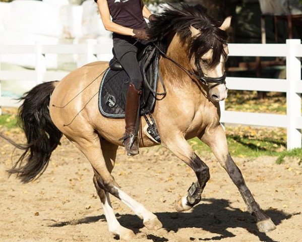 Zuchtstute KVFOklahoma (Connemara-Pony, 2010, von Finckenstein TSF)