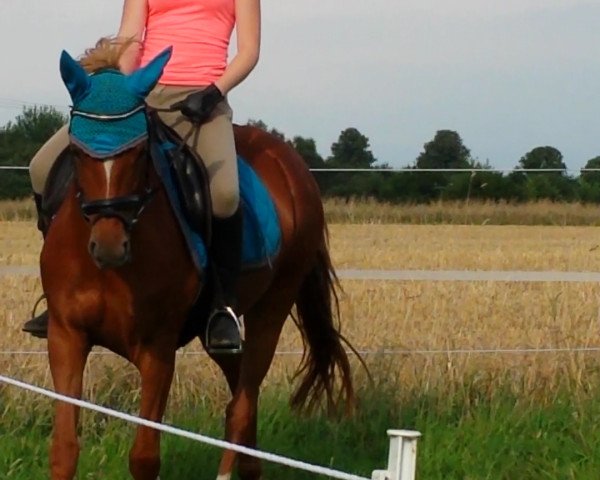 broodmare Dorry-Doo (German Riding Pony, 2008, from FS Don't Worry)