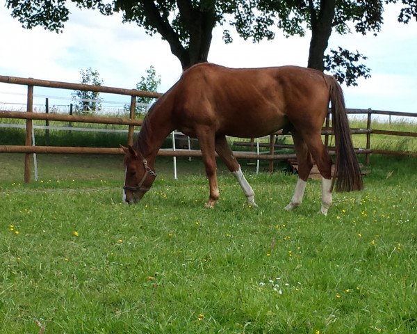 Pferd Rastys Robinson (Rheinländer, 2000, von Rastenberg)