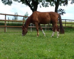 horse Rastys Robinson (Rhinelander, 2000, from Rastenberg)