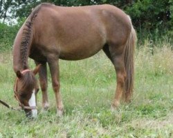 broodmare Jam (Westphalian, 2007, from Jasper)