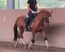 dressage horse DeSam Kandor (Hanoverian, 1998, from De Niro)