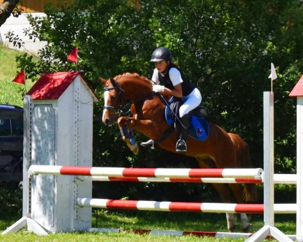 horse Further´s Rasputin (Welsh-Pony (Section B), 2004, from Aelvengrey Merlynne)