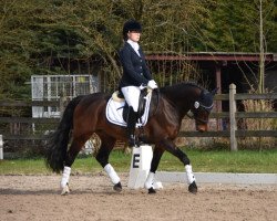 dressage horse Amigo DA (German Riding Pony, 2008, from Amarillys Sensation D)