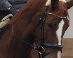 dressage horse Fräulein Bambi (Zweibrücken, 2007, from Florentianer)