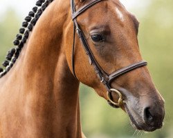 jumper Aequitus Vh Bergerhof Z (Zangersheide riding horse, 2015, from Andiamo)