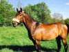 dressage horse Karlos 28 (Hanoverian, 2003, from Kolibris As)