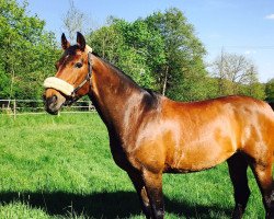 dressage horse Karlos 28 (Hanoverian, 2003, from Kolibris As)