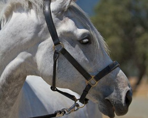 horse Farinelli 25 (Westphalian, 2002, from Ferragamo)
