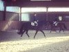 dressage horse Black Pearl 107 (unknown, 2014)