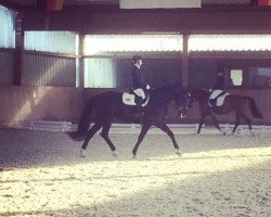 dressage horse Black Pearl 107 (unknown, 2014)