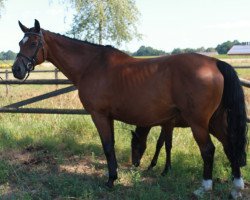 broodmare Contessa O (Hanoverian, 2003, from Contendro I)