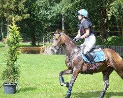 jumper Collin The Champ N (German Riding Pony, 2007, from FS Champion de Luxe)