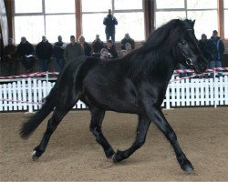 stallion Kassino von Clus (German Classic Pony, 2011, from KC Coyne Connection)