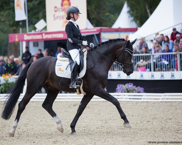 stallion Etoile 84 (Westphalian, 2014, from Escolar)
