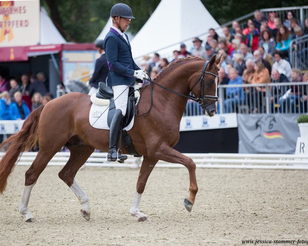 Deckhengst DSP Belgardo (Deutsches Sportpferd, 2014, von Best of Gold)