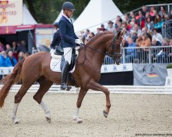 stallion DSP Belgardo (German Sport Horse, 2014, from Best of Gold)