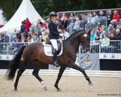 stallion Reve (German Sport Horse, 2014, from Rankrado)