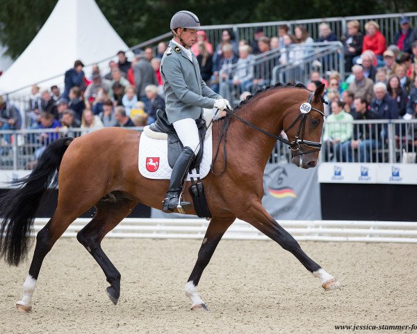 stallion Labbadio (Hanoverian, 2014, from Lissaro)