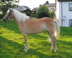 Zuchtstute Helinda (Haflinger, 2007)