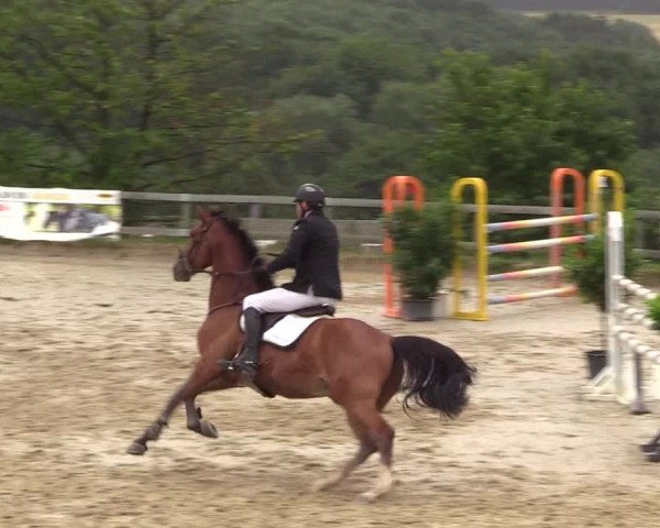 Reitturnier Kalenborn Hegehof 2017