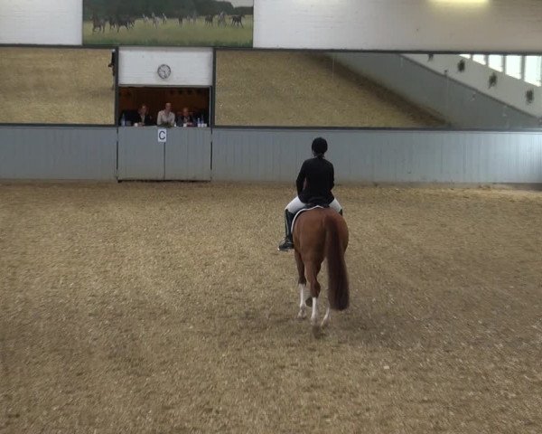 Reitturnier Melle-Ostenfelde 2017